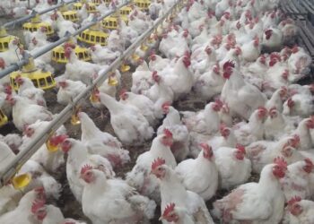 وزير الزراعة يستعرض جهود حماية الثروة الداجنة وتعزيز الاستقرار الوبائي في المحافظات