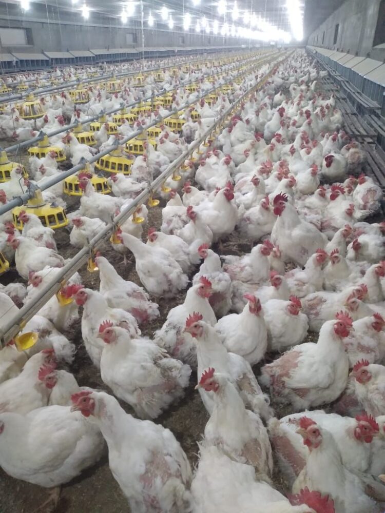 وزير الزراعة يستعرض جهود حماية الثروة الداجنة وتعزيز الاستقرار الوبائي في المحافظات