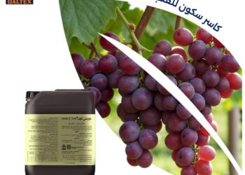 دالتكس تفتح باب الحجز لـ«دورسي توب».. الحل الأول لمزارعي العنب وكاسر طور السكون في مصر