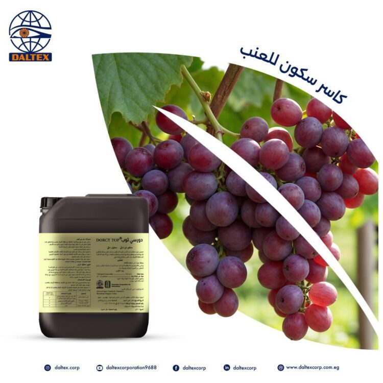 دالتكس تفتح باب الحجز لـ«دورسي توب».. الحل الأول لمزارعي العنب وكاسر طور السكون في مصر 1 دالتكس تفتح باب الحجز لـ«دورسي توب».. الحل الأول لمزارعي العنب وكاسر طور السكون في مصر